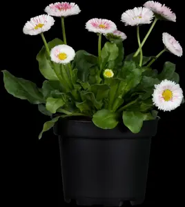 Bellis perennis mix