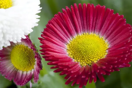 Bellis perennis mix - P9 - image 3