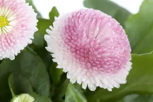 Bellis perennis mix - P9 - image 4