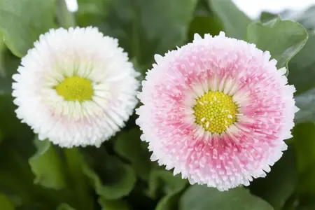 Bellis perennis mix - P9 - image 5