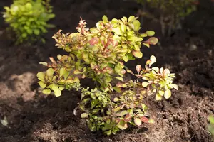 Berberbis thunb. 'Vulcano'