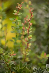 Berberis buxifolia 'Nana' - 1.5 Ltr pot - image 2