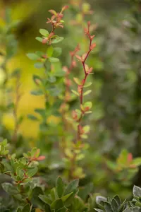 Berberis buxifolia 'Nana' - 3 Ltr pot - image 2