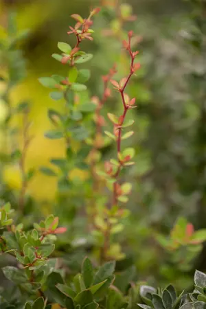 Berberis buxifolia 'Nana' - LINERS 28 CEL TRAY P8 SIZE