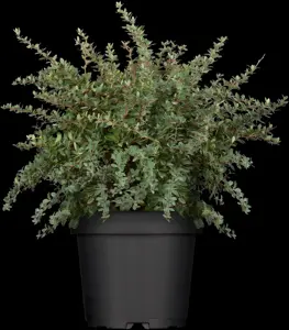 Berberis buxifolia 'Nana'