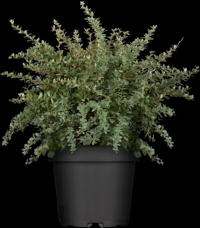 Berberis buxifolia 'Nana' - 3 Ltr pot - image 1