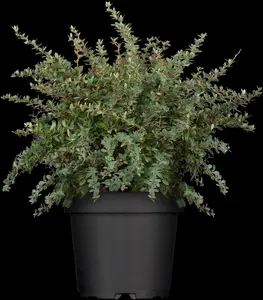 Berberis buxifolia 'Nana'