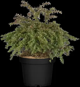 Berberis frikartii 'Amstelveen'