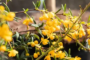 Berberis frikartii 'Amstelveen' - P9 - image 2