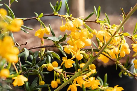 Berberis frikartii 'Amstelveen' - 2 Ltr pot - image 2