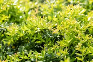 Berberis frikartii 'Verrucandi'