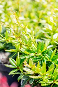 Berberis julianae - 20-30 CM C2 - image 3