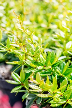 Berberis julianae - 20-30 CM - image 3