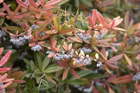 Berberis julianae - 2.5 Ltr pot - image 1