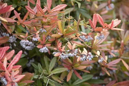 Berberis julianae - 10-15 C1 - image 2