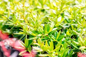 Berberis julianae - 40-60 CM RB - image 4