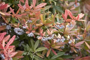 Berberis julianae - 15-20 CM C1 - image 2