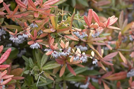 Berberis julianae - 20-30 CM - image 1