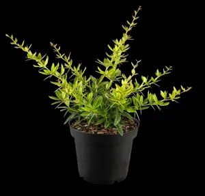 Berberis julianae - 1/0 15-30 CM - image 5