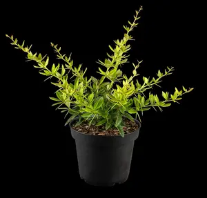 Berberis julianae - 10 Ltr pot - image 5