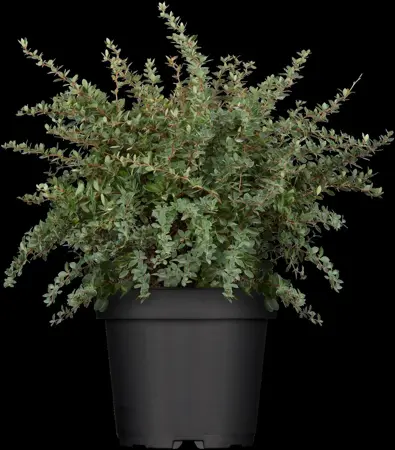 Berberis mix - 20-25 CM C2 - image 2