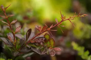 Berberis mix