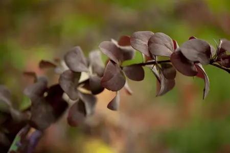 Berberis ott. 'Superba' - 3 Ltr pot - image 1