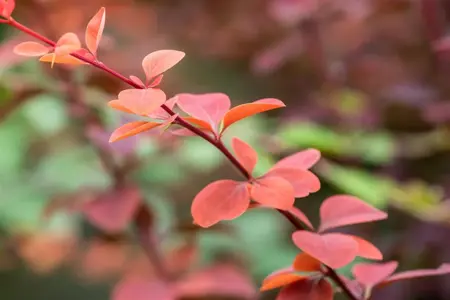 Berberis ott. 'Superba' - Liners bare root - image 3