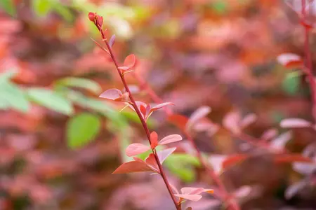 Berberis ott. 'Superba' - 3 Ltr pot - image 2