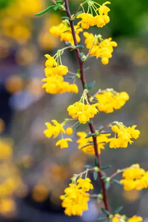 Berberis stenophylla - 30-40 CM C4 - image 5