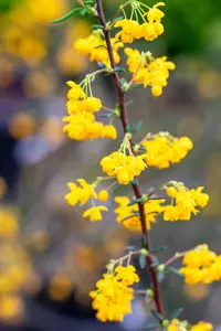 Berberis stenophylla - 30-40 CM C4 - image 5