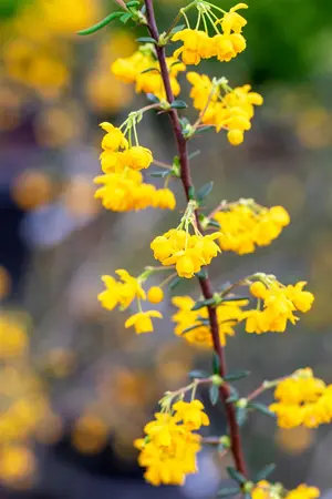 Berberis stenophylla - 10 Ltr pot - image 5