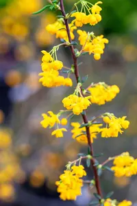 Berberis stenophylla - 10 Ltr pot - image 5