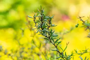 Berberis stenophylla - P9 - image 2
