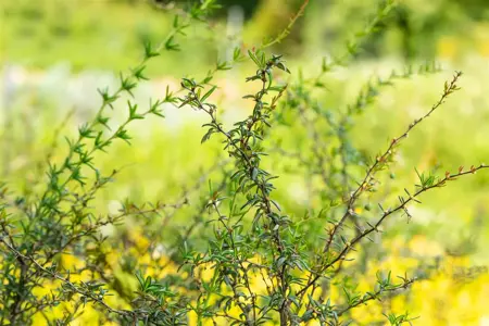 Berberis stenophylla - 30-40 CM C4 - image 3