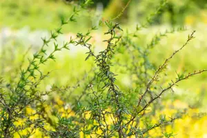 Berberis stenophylla - 30-40 CM C4 - image 3