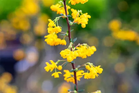 Berberis stenophylla - 10 Ltr pot - image 4