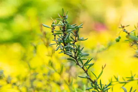 Berberis stenophylla - 3 Ltr pot - image 2