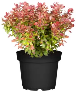Berberis thunb. 'Admiration'? - 30-40 CM C10 - image 3