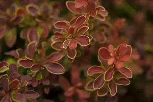 Berberis thunb. 'Admiration'? - 30-40 CM C10 - image 3