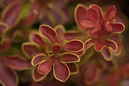 Berberis thunb. 'Admiration'? - 30-40 CM C10 - image 2