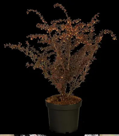 Berberis thunb. 'Atropurpurea' - 60-90 CM - image 4