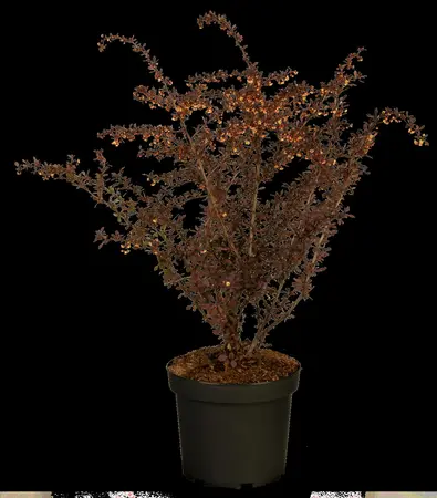 Berberis thunb. 'Atropurpurea' - 40-60 CM C5 - image 4