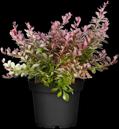 Berberis thunb. 'Atropurpurea' - P9 - image 3