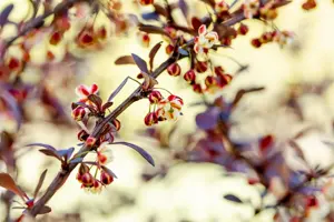 Berberis thunb. 'Atropurpurea' - 2 Ltr pot - image 5