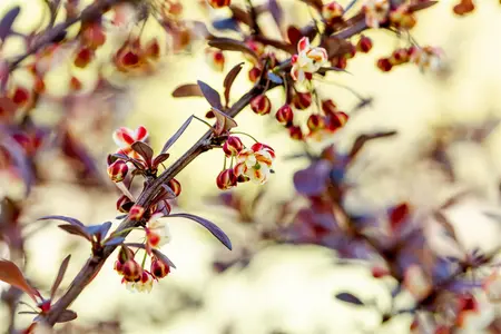 Berberis thunb. 'Atropurpurea' - 7.5 Ltr pot - image 5