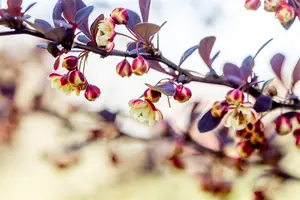 Berberis thunb. 'Atropurpurea' - 80-100 CM C5 - image 3