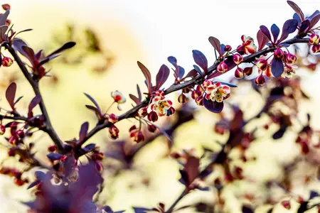 Berberis thunb. 'Atropurpurea' - 25-30 CM C2 - image 4
