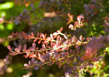 Berberis thunb. 'Atropurpurea' - 1/0 20-40 CM - image 1