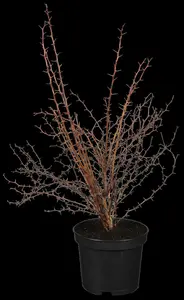 Berberis thunb. 'Atropurpurea'